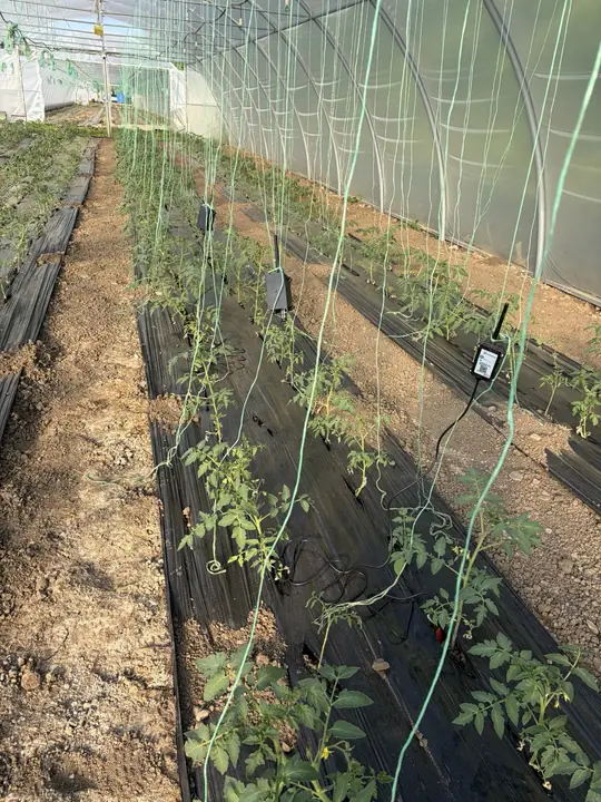 Senzori GrowGuard instalati in randurile de tomate dintr-o ferma legumicola organica din Cluj