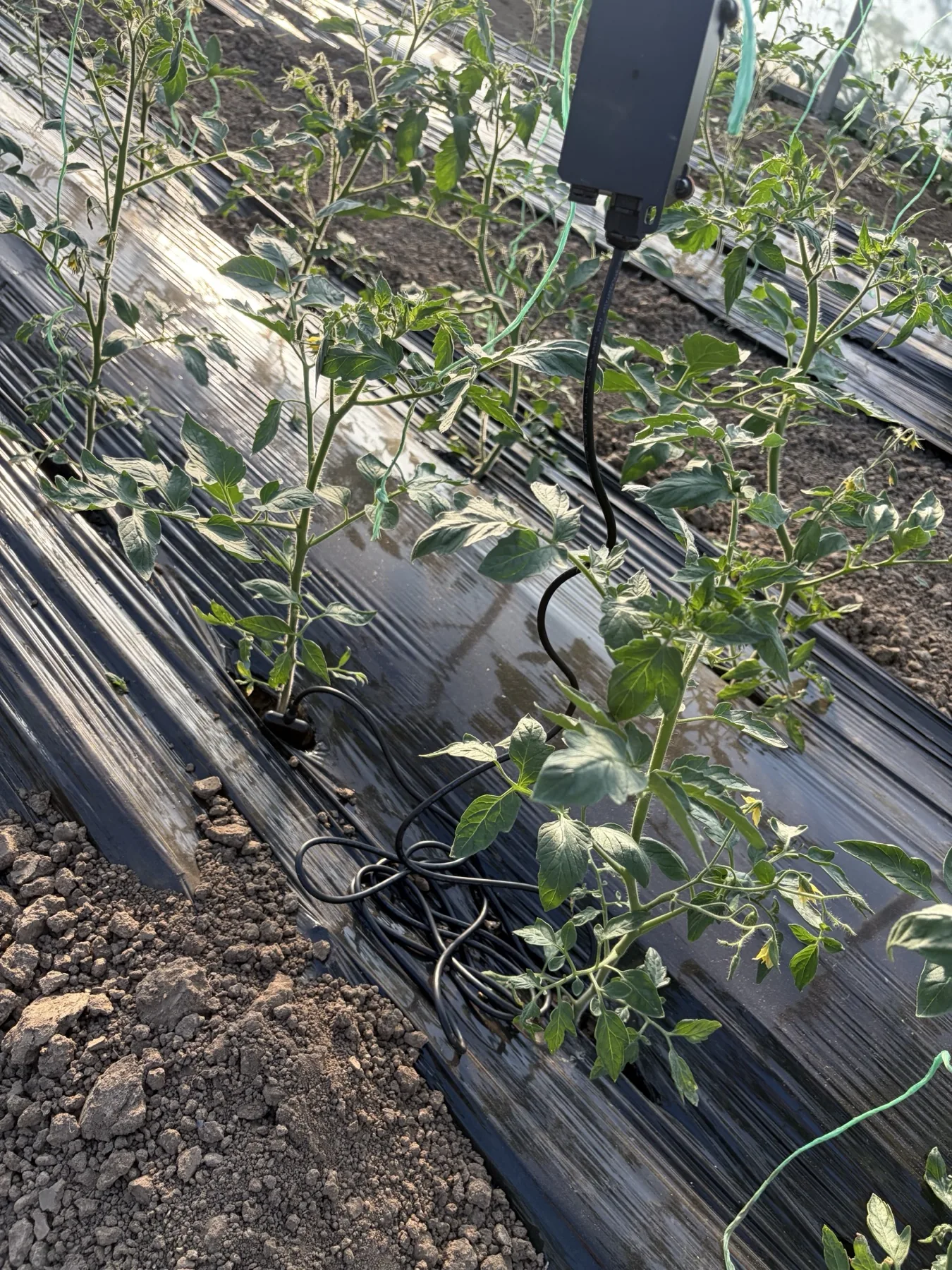 Senzor montat langa plantele de tomate