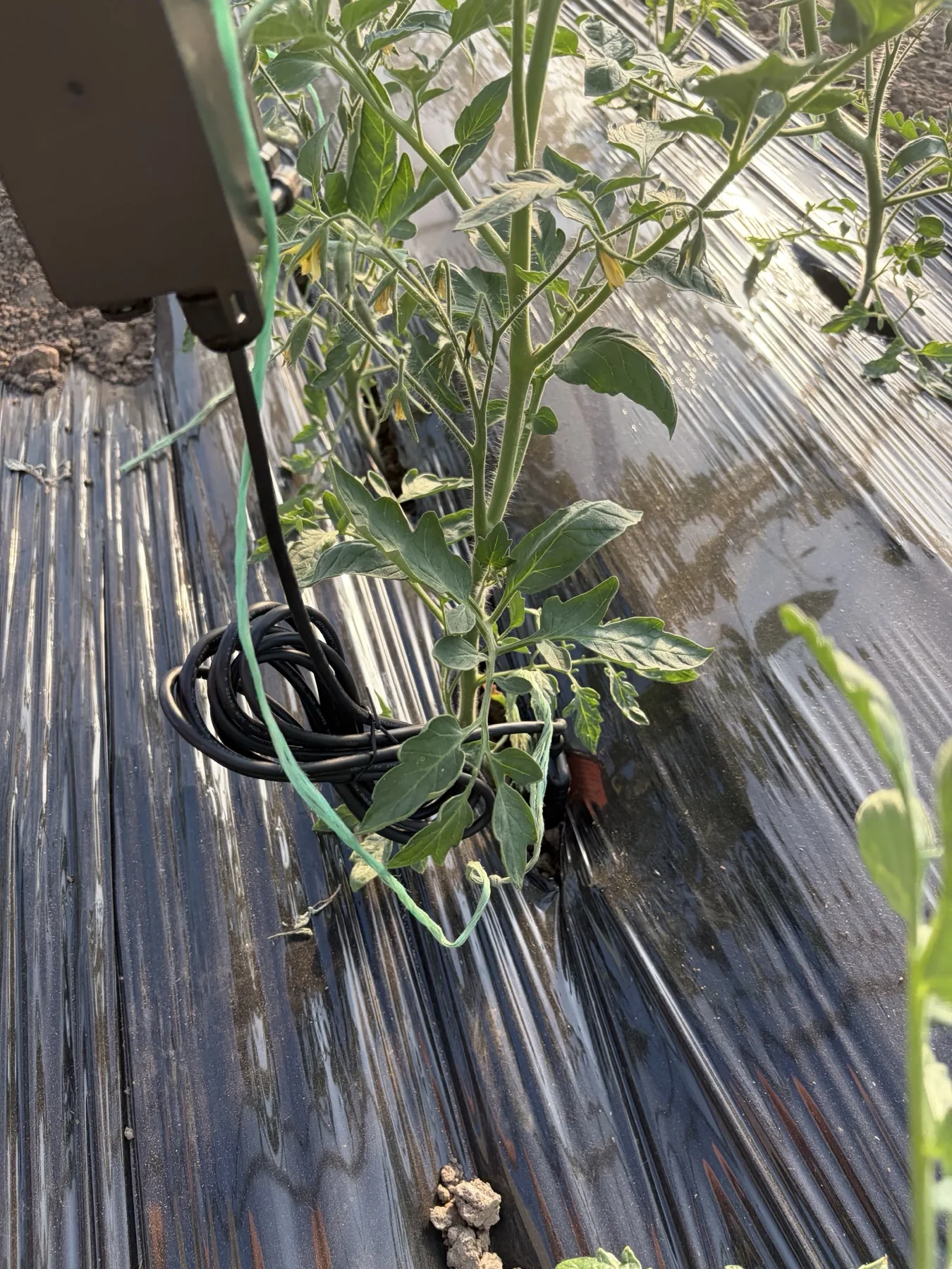 Cablare senzor in cultura de tomate