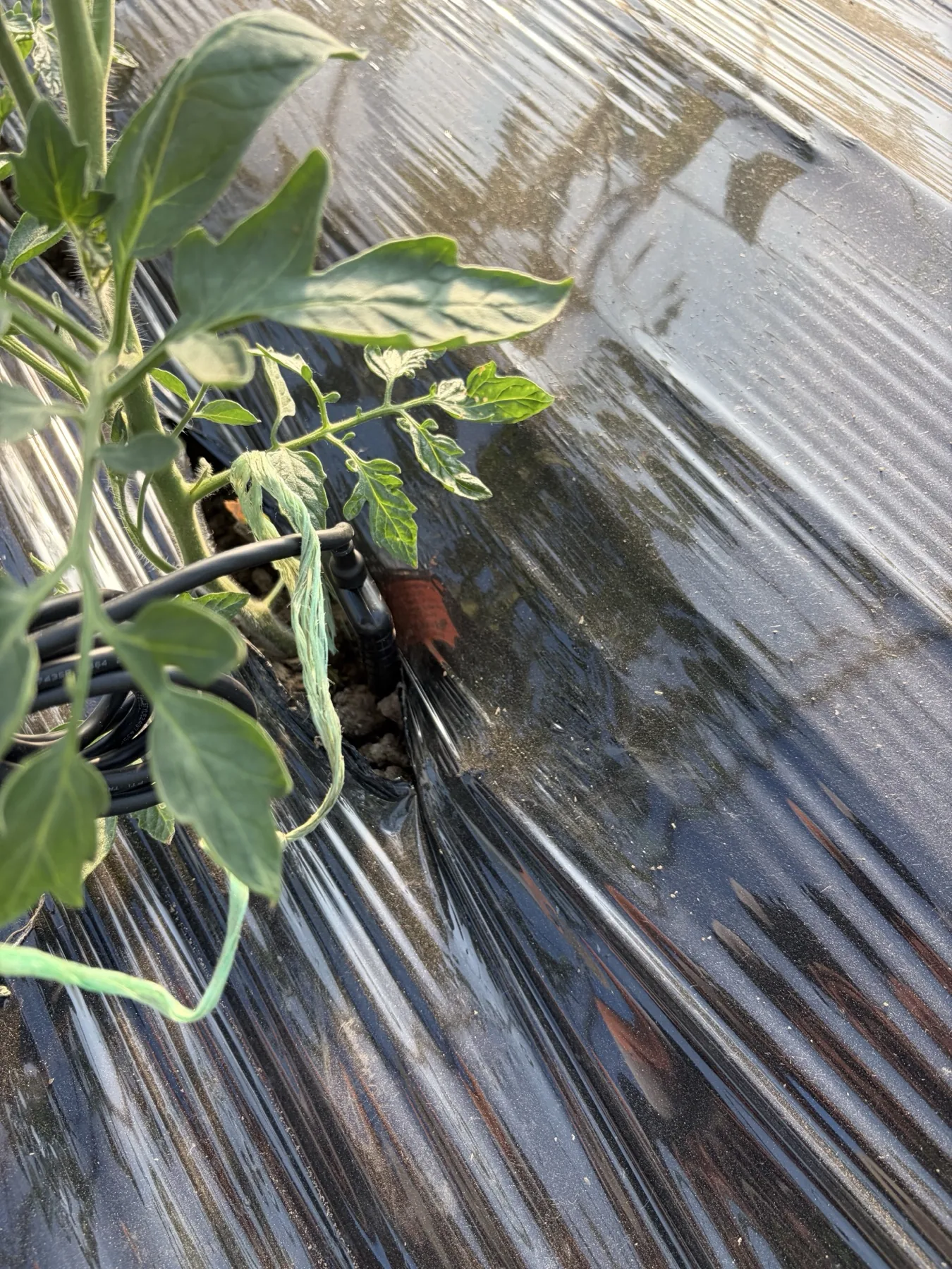 Sonda in sol langa planta de tomate